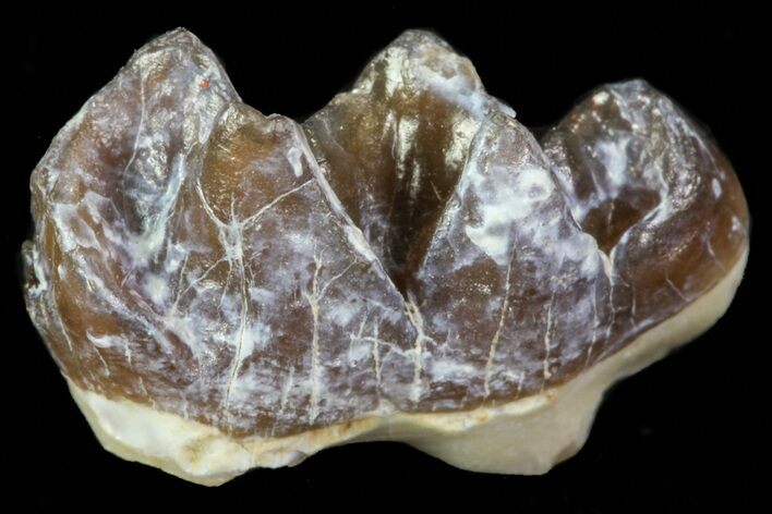 Oligocene Horse (Mesohippus) Tooth #73638